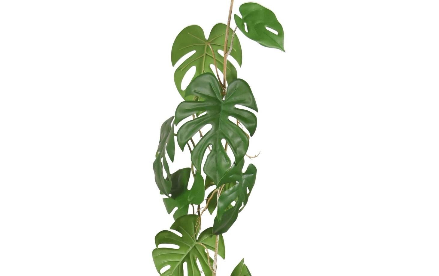 Botanic-Haus Monstera Girlande – Ø 200 × 110 cm – Kunststoff, Grün – 12er-Pack