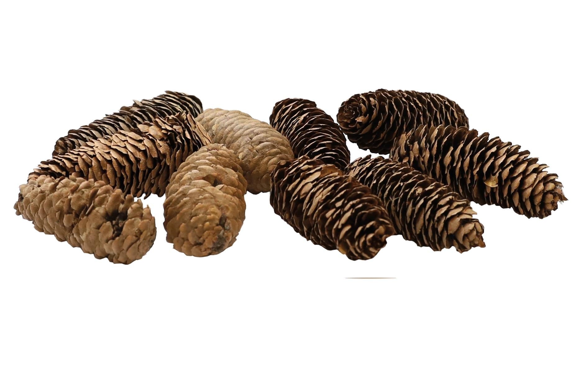 Dekomat ag Dekomat Tannenzapfen – 12-teilig, ca. 8–9 cm – Tanne, braun