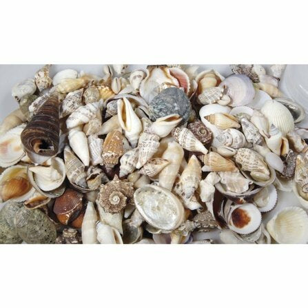 Ambiance Muscheln – 24 × 17 × 8 cm – Muschel, mehrfarbig