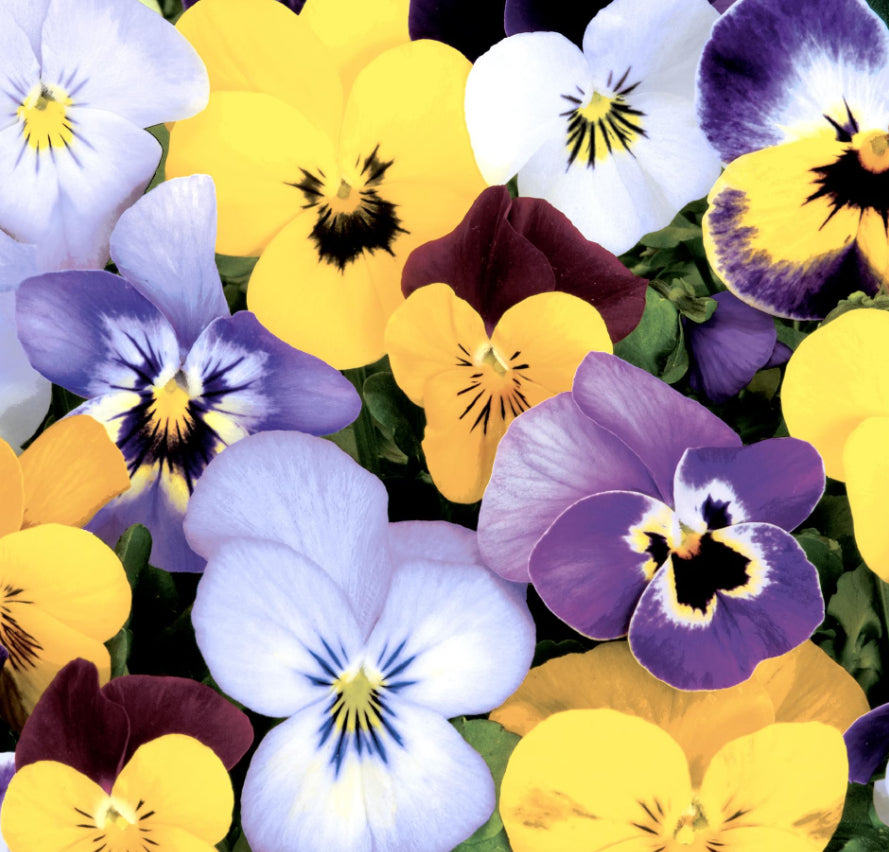 Paper + Design Servietten Pansies – 33 × 33 cm, 3-lagig – 20 Stück