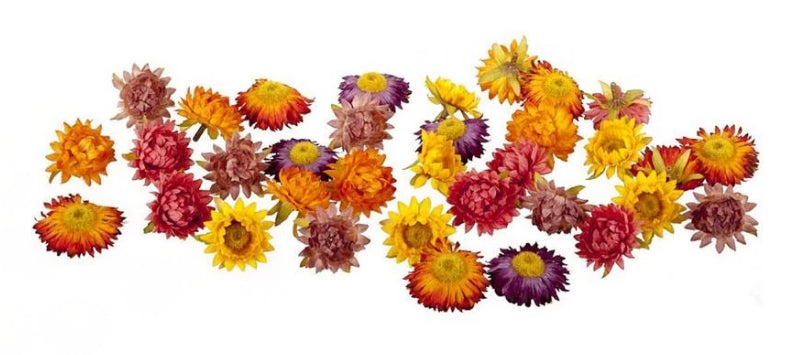 Dekomat AG Dekomat Trockenblumen Strohblüten – Polyester & Kunststoff, Mehrfarbig – Ø 5 cm – 36er-Pack