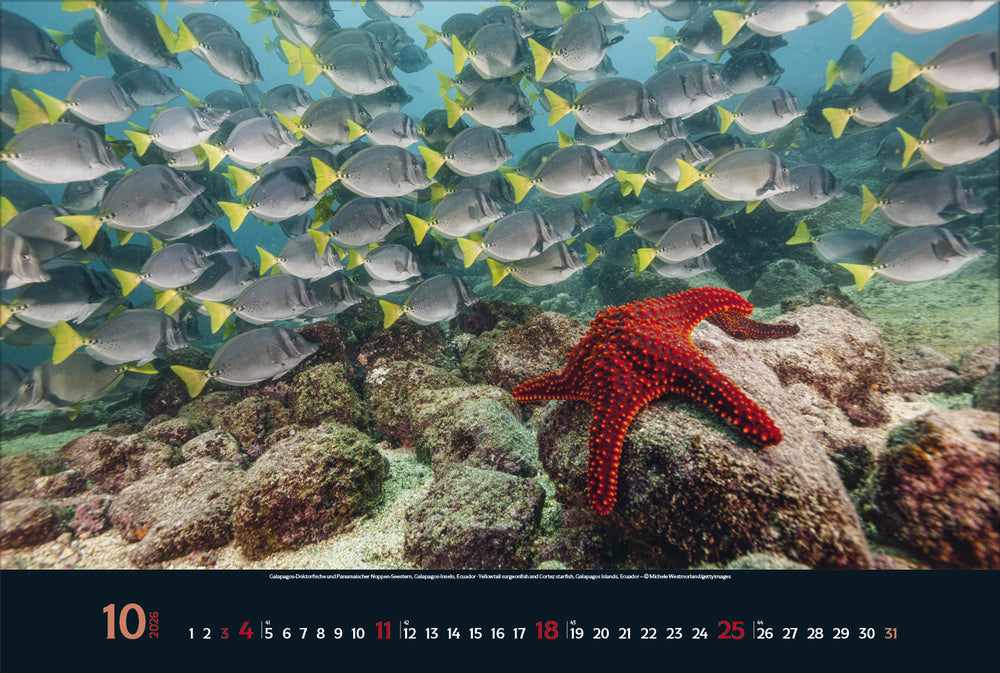 Korsch Verlag Magie der Meere – Bildkalender 2026 – 58 × 39 cm
