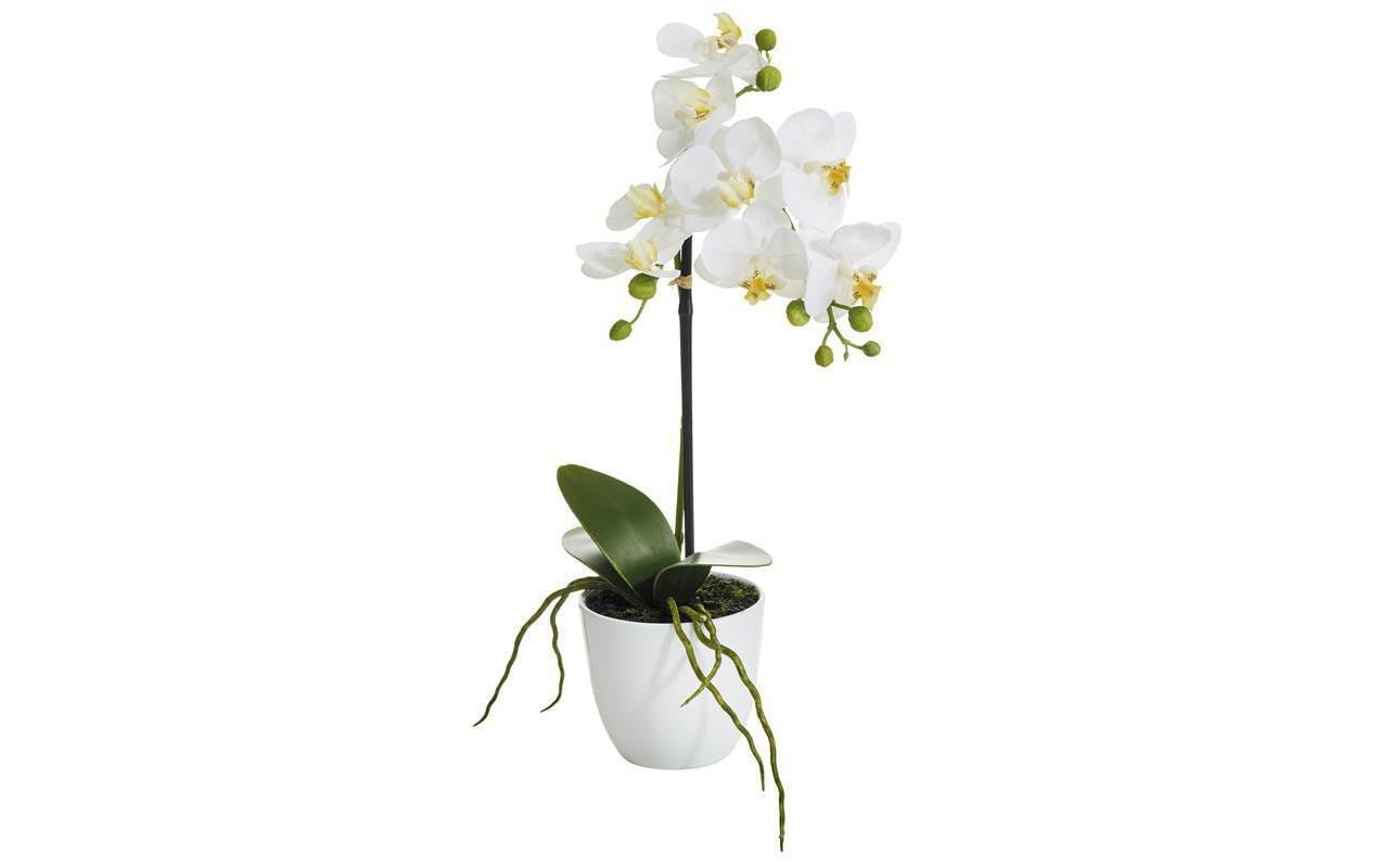 Botanic-Haus Phalaenopsis Topfpflanze – Ø 10 × 38 cm – Polyester, weiss