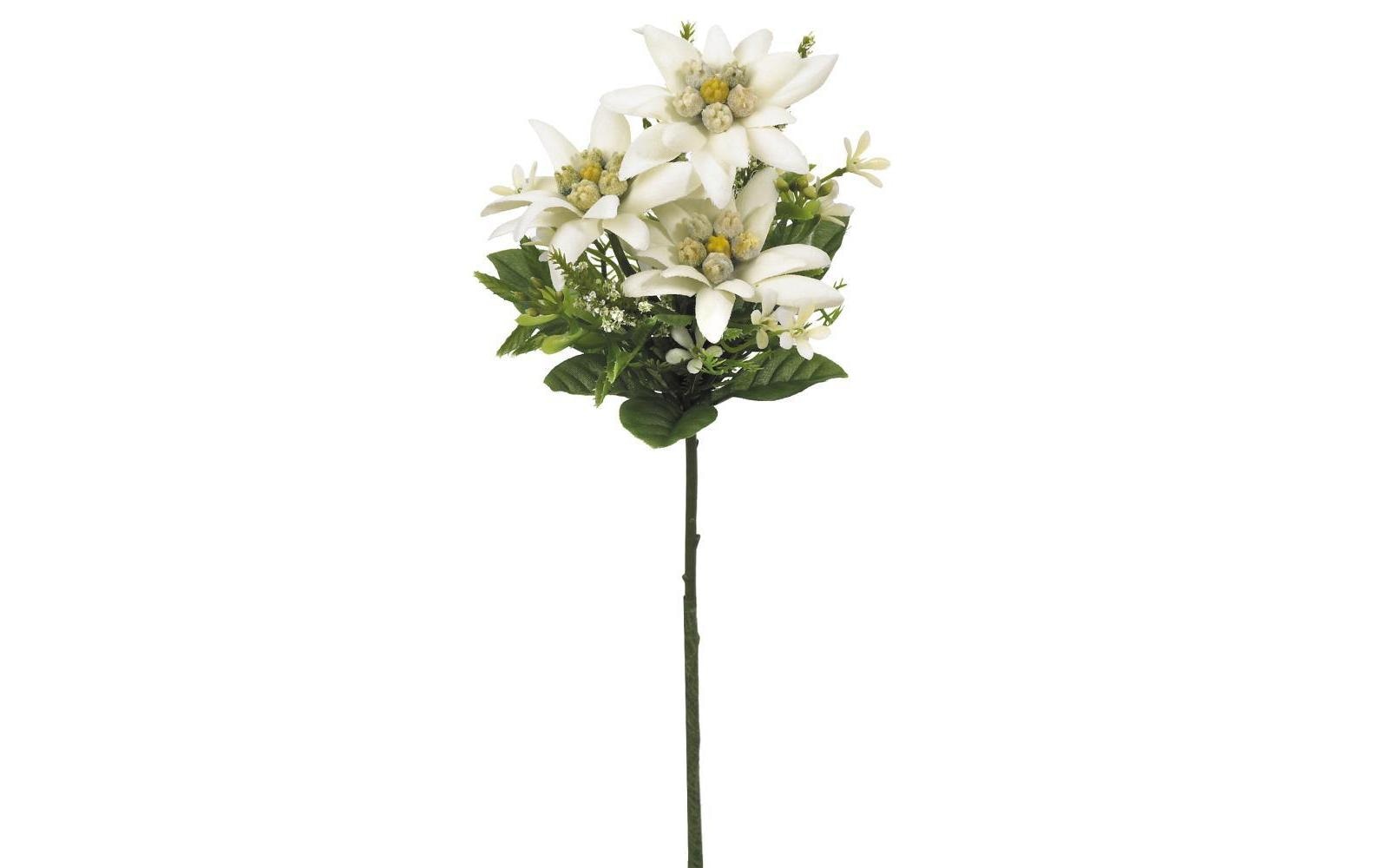 Botanic-Haus Trockenblumen Edelweiss – weiss – 22 cm – 24er-Pack