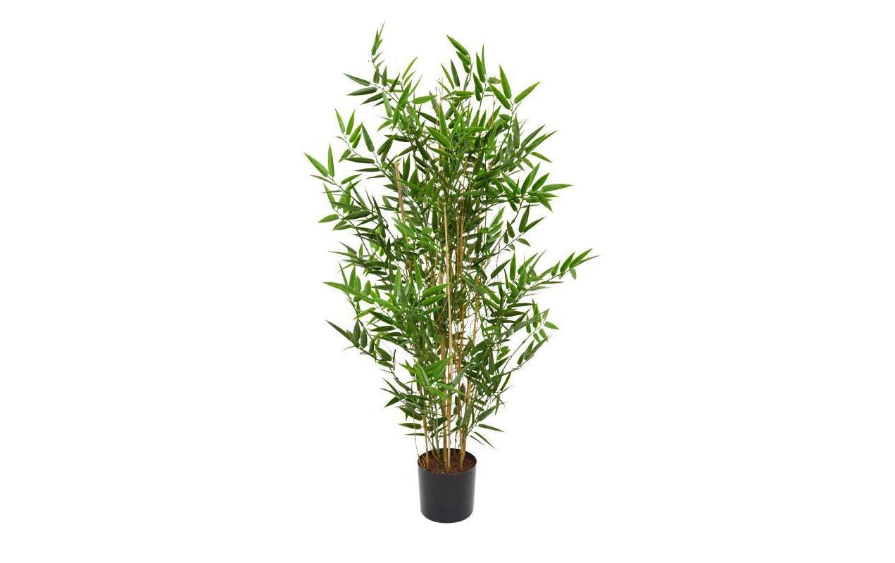 Botanic-Haus Topfpflanze – Ø 45 × 90 cm – Kunststoff (PE), Grün, UV-beständig