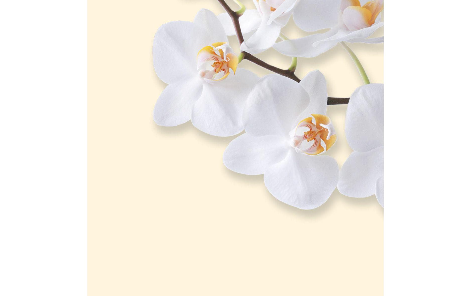 Sigel Designpapier White Orchid – A4, 90 g/m², 50 Blatt