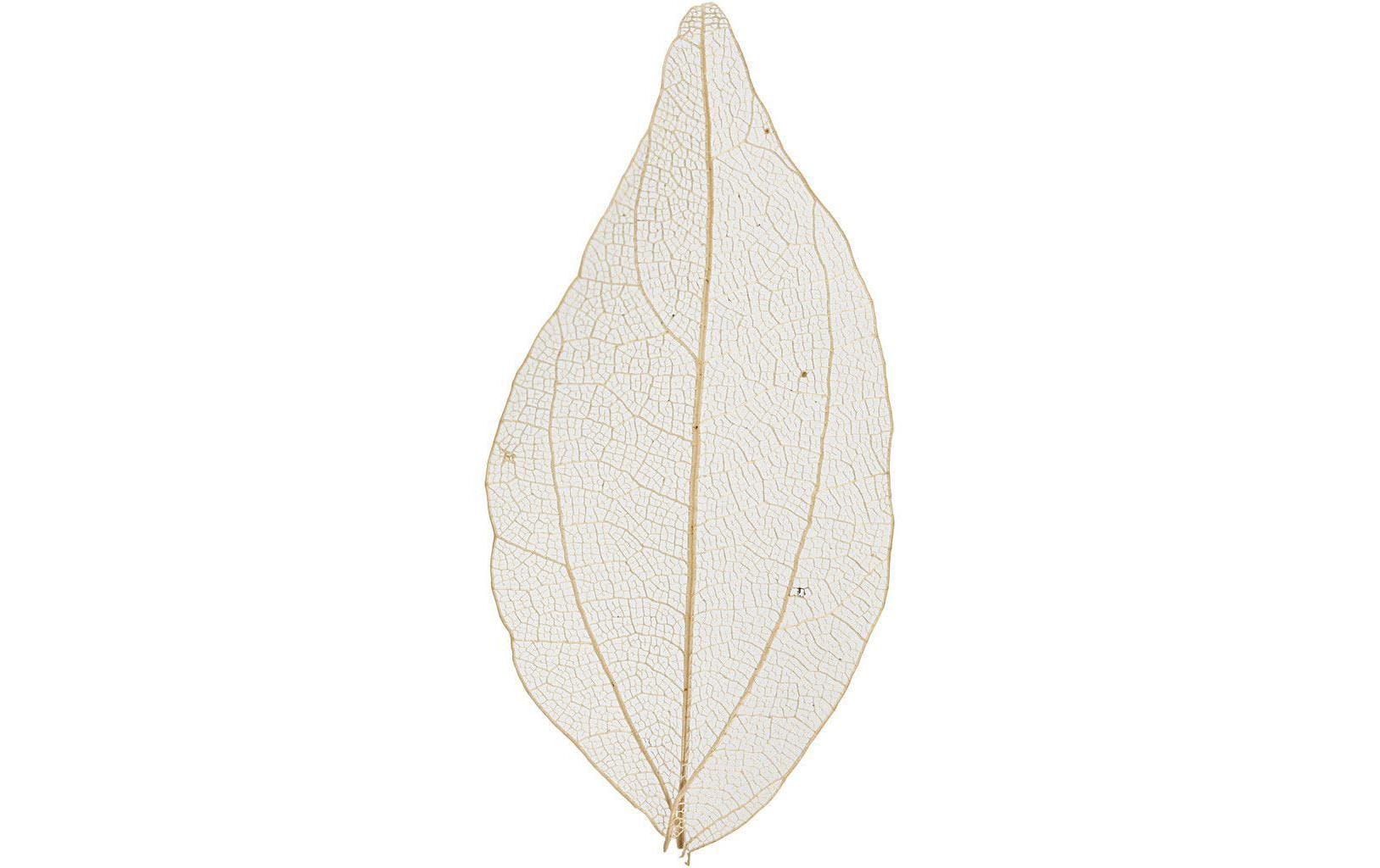 Creativ Company Dekostoff, getrocknetes Laubblatt, Beige, ca. 6–8 cm, 20 Stk.
