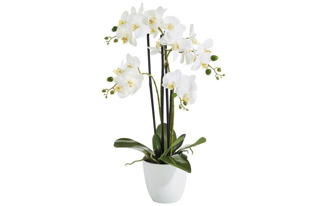 Botanic-Haus Phalaenopsis Topfpflanze – 67 cm – Polyester, weiss