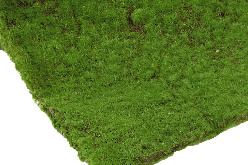 Botanic-Haus Moosrolle – 30 × 100 × 1 cm – grün