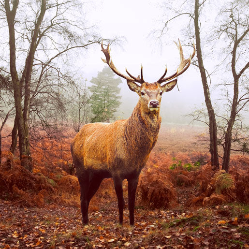 Paper + Design Servietten Hirsch Braun – 33 × 33 cm, 3-lagig – 20 Stück