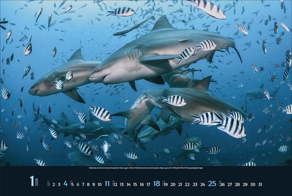 Korsch Verlag Magie der Meere – Bildkalender 2026 – 58 × 39 cm