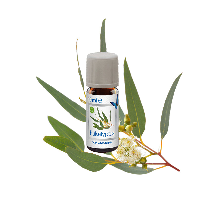 Venta Bio Eukalyptus – Duftöl, 3 × 10 ml