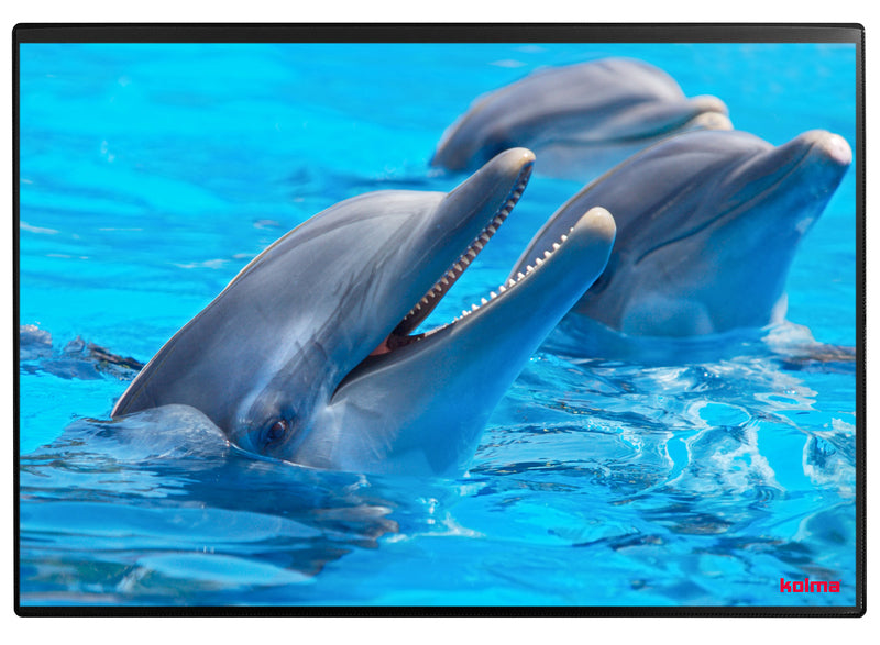 Kolma Schreibunterlage Poster – Delfin – 500 × 340 mm – Kunststoff, rutschfest