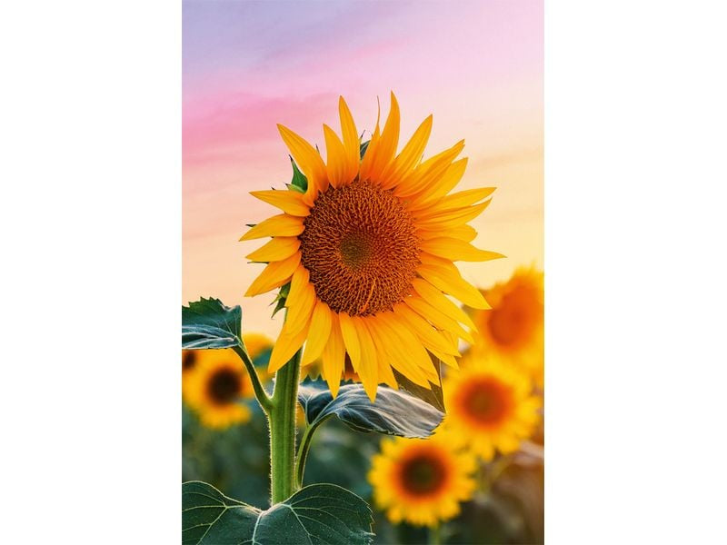 ABC Glückwunschkarte – B6, mit Couvert, Sonnenblumen, mehrfarbig – 1 Stk