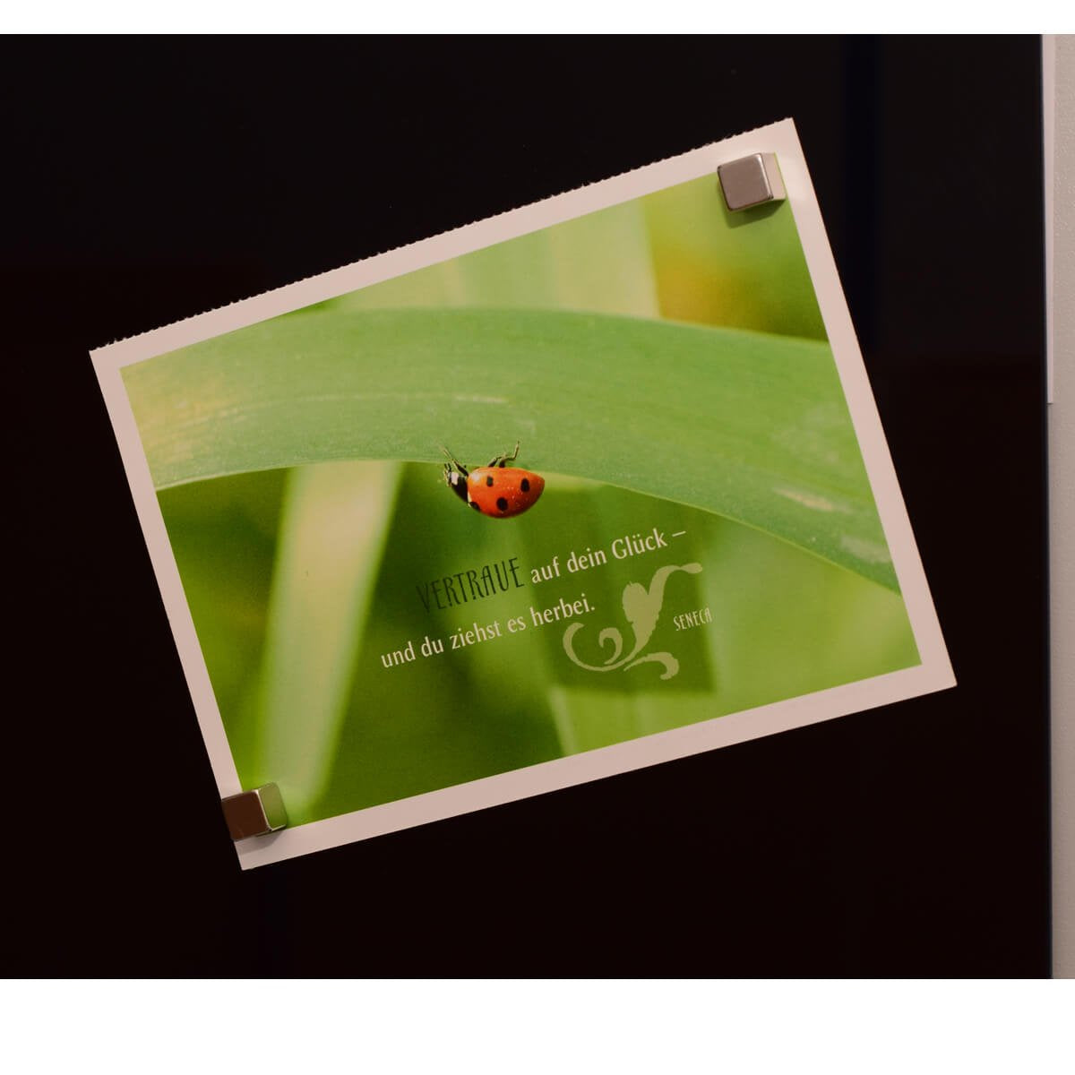 MAUL Starter-Kit – 1 × 1 cm, magnetisch – für Whiteboards – 4-teilig