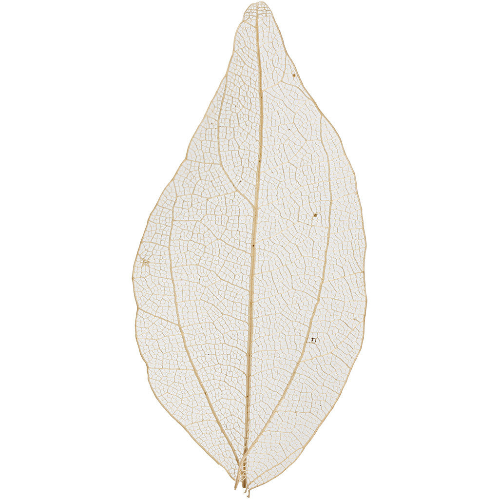 Creativ Company Dekostoff, getrocknetes Laubblatt, Beige, ca. 6–8 cm, 20 Stk.