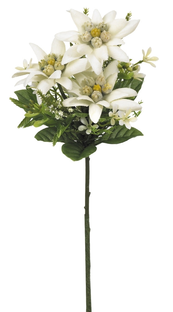Botanic-Haus Trockenblumen Edelweiss – weiss – 22 cm – 24er-Pack