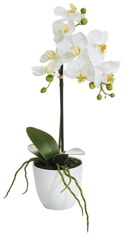 Botanic-Haus Phalaenopsis Topfpflanze – Ø 10 × 38 cm – Polyester, weiss