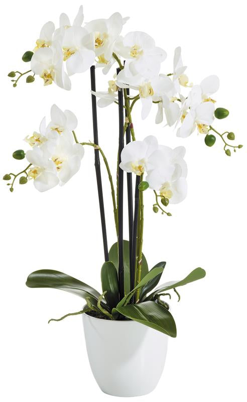 Botanic-Haus Phalaenopsis Topfpflanze – 67 cm – Polyester, weiss