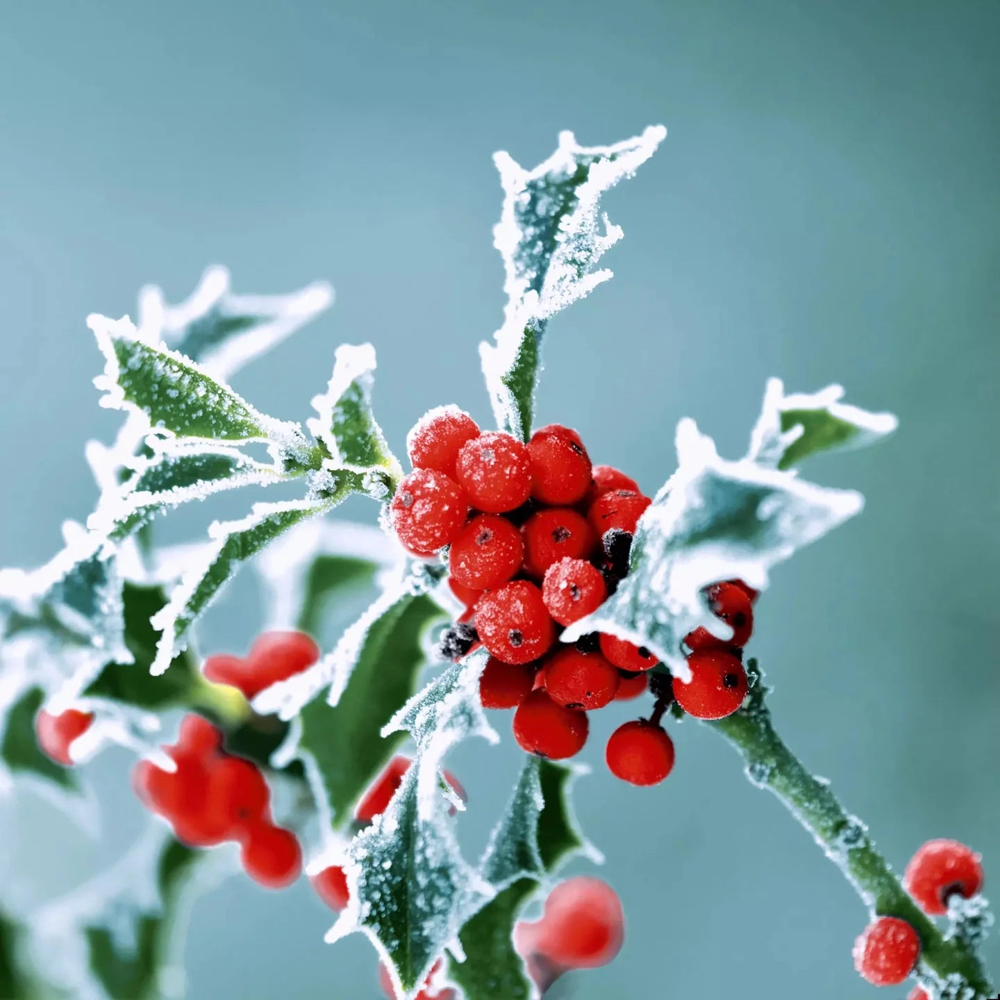 Paper + Design Servietten Frosty Holly – 33 × 33 cm, 3-lagig – 20 Stück