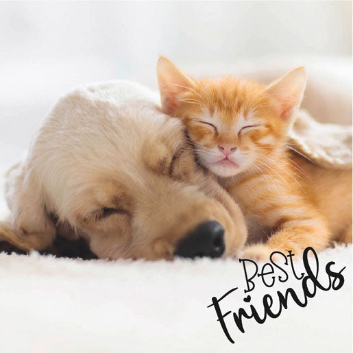 Paper + Design Servietten Dog & Cat – mehrfarbig – 33 × 33 cm, 3-lagig – 20 Stück