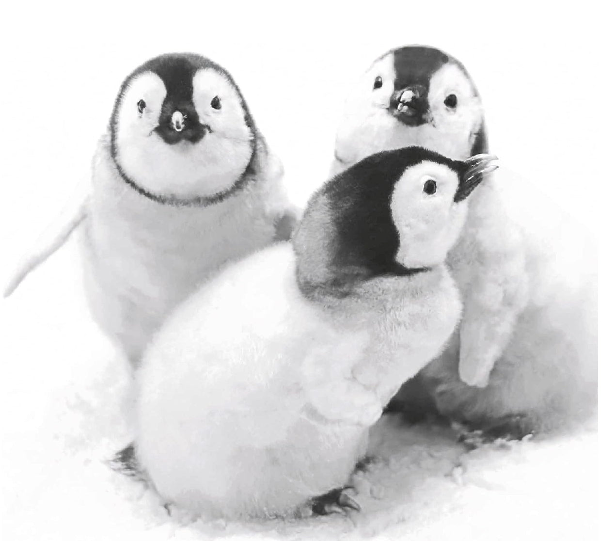 Paper + Design Servietten Penguin friends – 33 × 33 cm, 3-lagig – 20 Stück