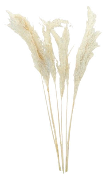 Dekomat AG Trockenblumen – Weiss – 75 cm – 6er-Pack