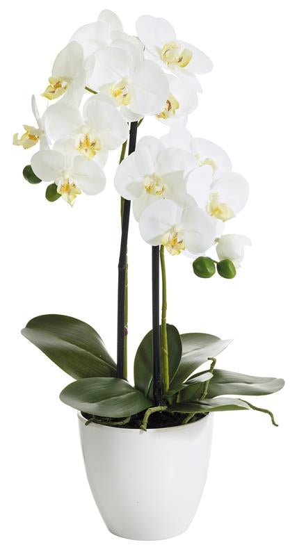 Botanic-Haus Phalaenopsis Künstliche Blütenpflanze – 54 cm – Kunststoff, weiss