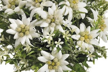 Botanic-Haus Künstliche Edelweiss-Blütenpflanze – 29 cm, Kunststoff, Weiss, 6er-Pack