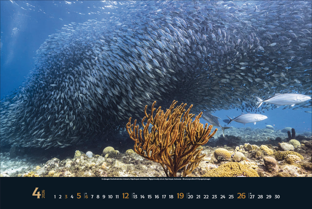 Korsch Verlag Magie der Meere – Bildkalender 2026 – 58 × 39 cm