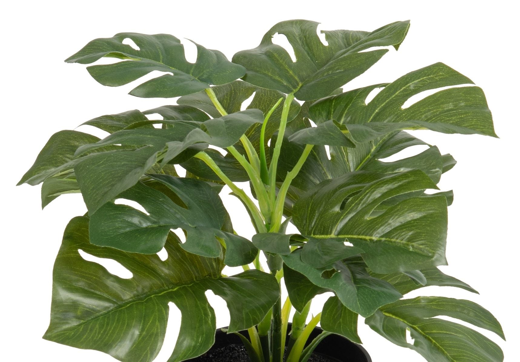 Botanic-Haus Topfpflanze – 28 cm, 6er-Pack – Kunststoff, Grün