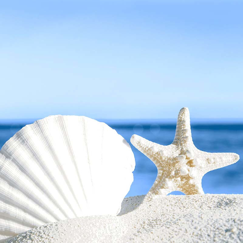 Paper + Design Servietten Shells – mehrfarbig – 33 × 33 cm, 3-lagig – 20 Stück