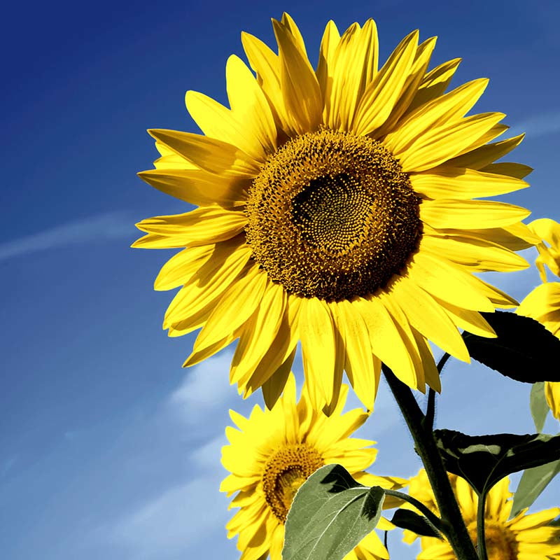 Paper + Design Servietten Sunflower Bloom – gelb – 33 × 33 cm, 3-lagig – 20 Stück