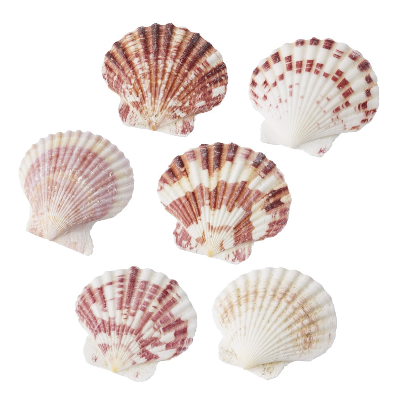 HobbyFun Dekosteine/Dekogranulat, Muschel, Mehrfarbig, 50 g