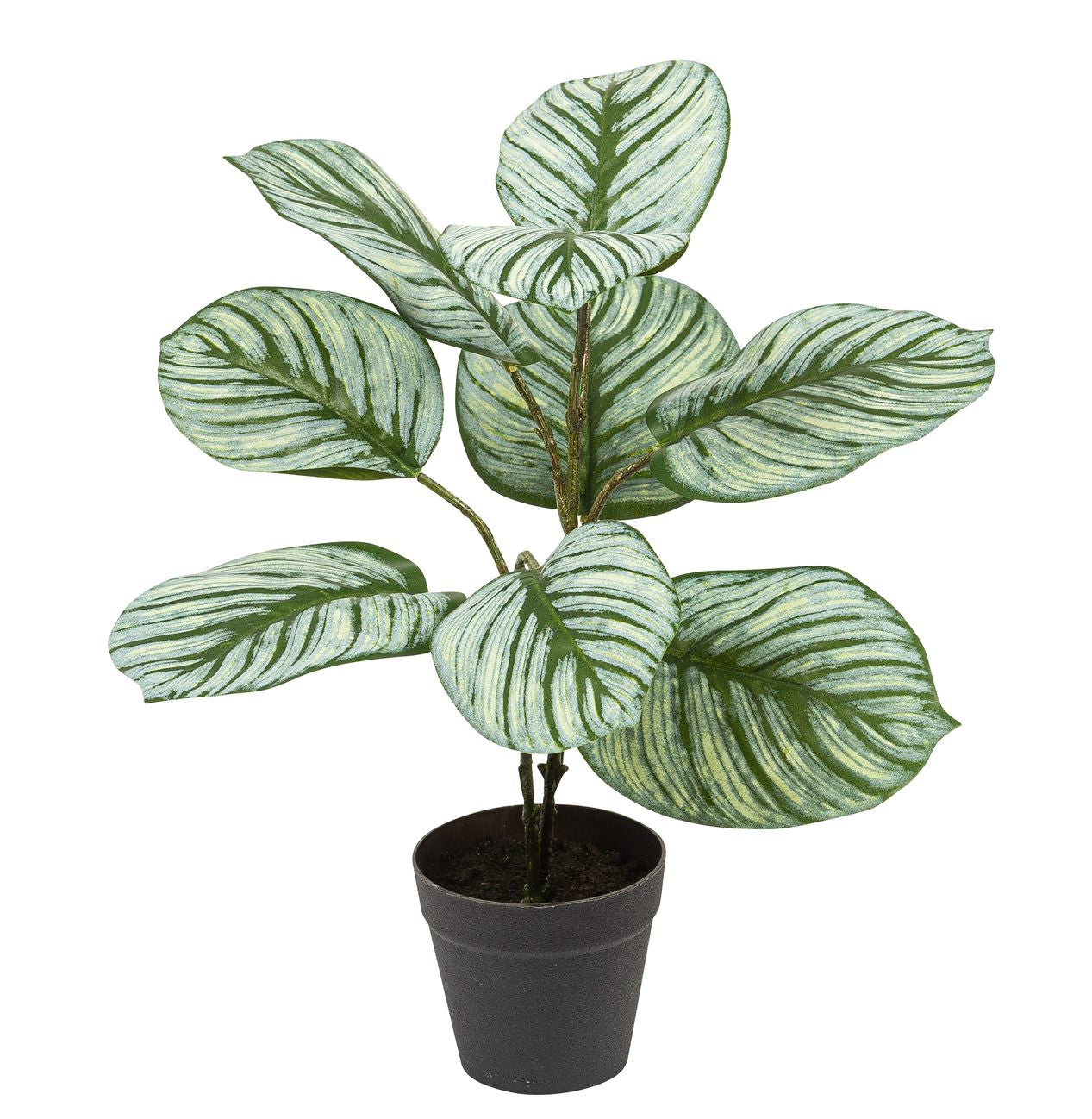 Botanic-Haus Calathea Topfpflanze – 36 × 36 cm – Kunststoff, Grün