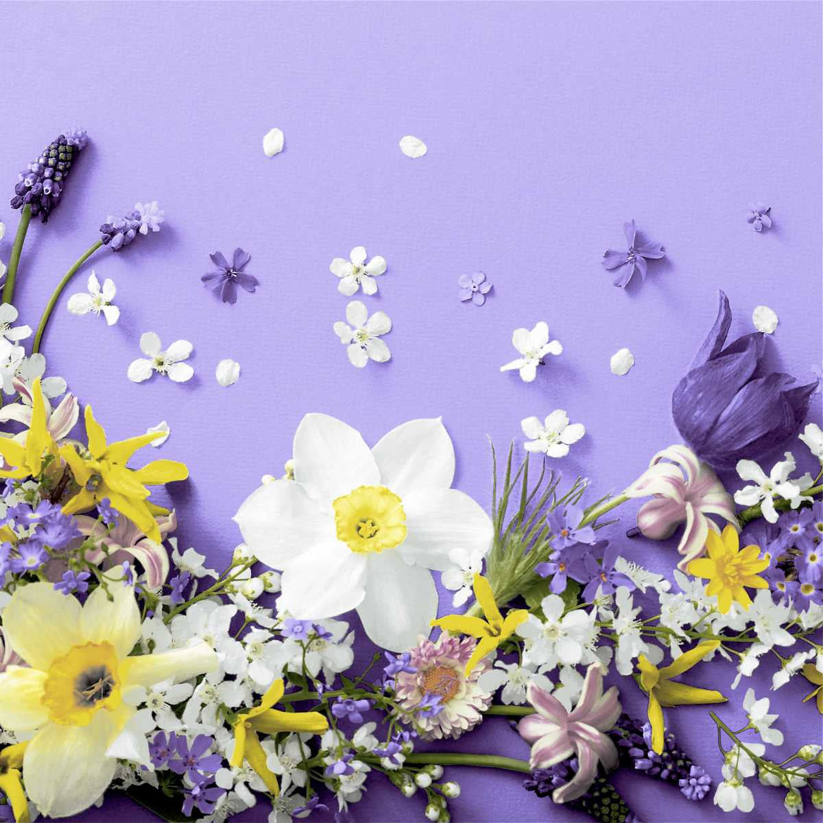 Paper + Design Servietten Soft Spring Lila – 33 × 33 cm, 3-lagig – 20 Stück