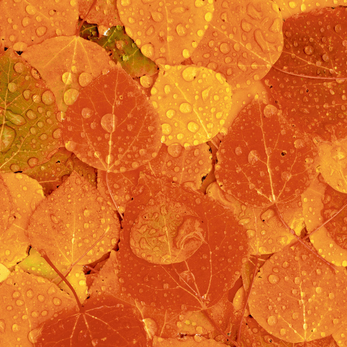 Paper + Design Servietten Rainy Leaves – mehrfarbig – 33 × 33 cm, 3-lagig – 20 Stück
