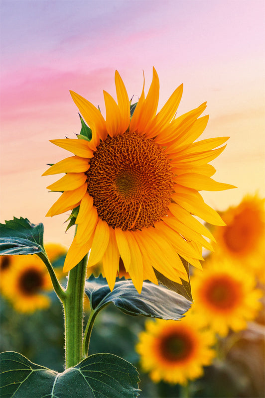 ABC Glückwunschkarte – B6, mit Couvert, Sonnenblumen, mehrfarbig – 1 Stk