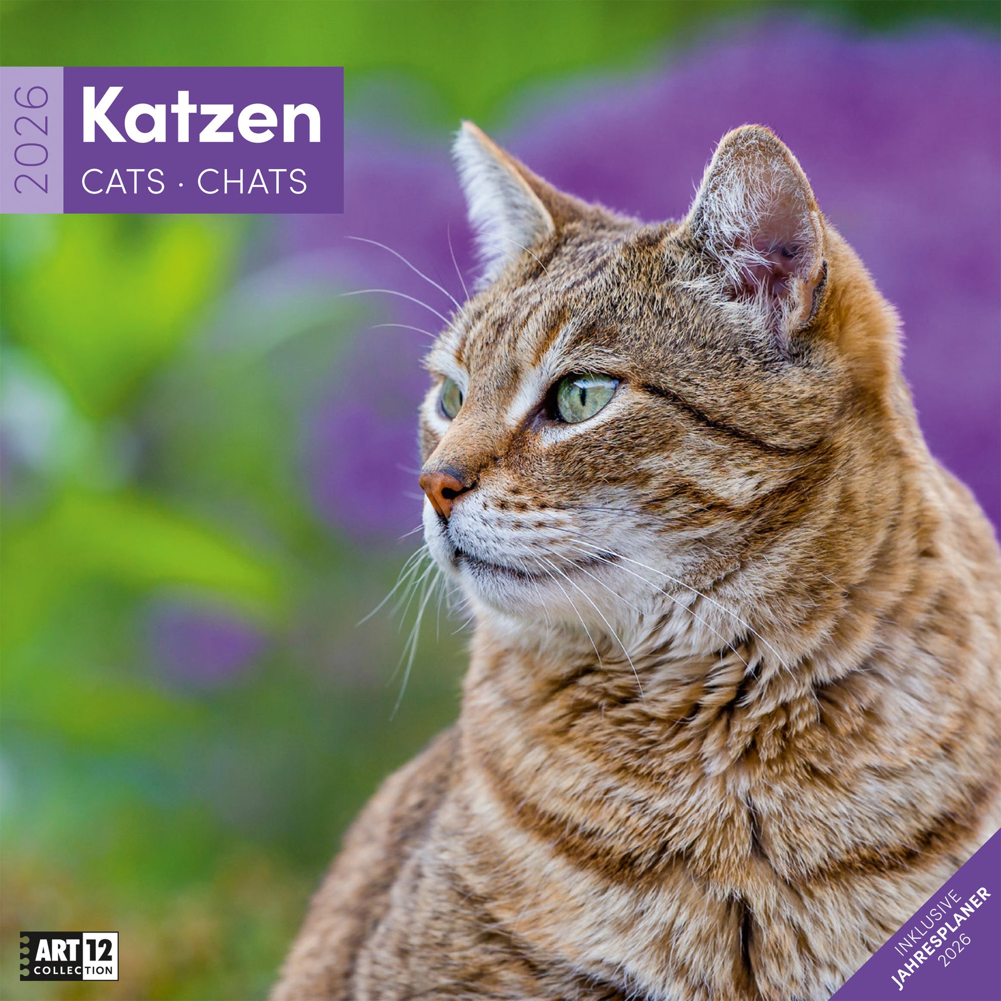 Ackermann Katzen – Bildkalender 2027 – 30 × 30 cm