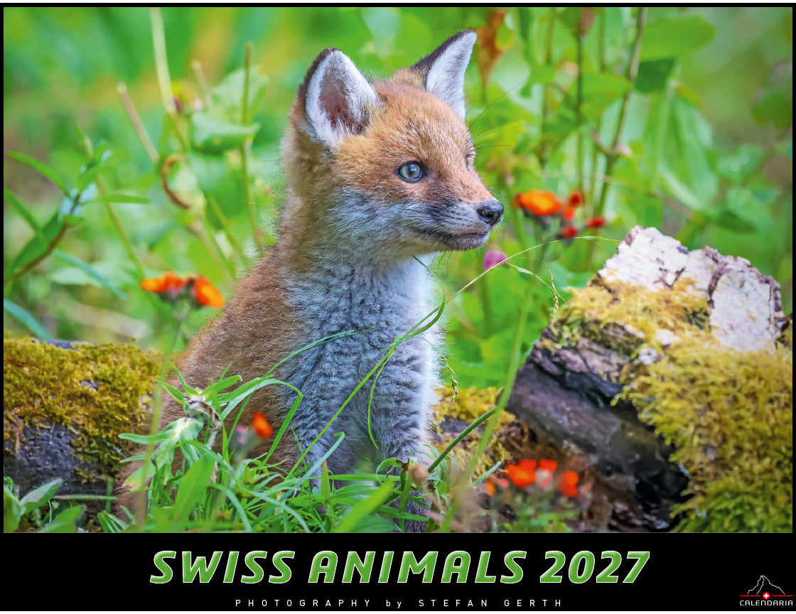 Calendaria Swiss Animals – Bildkalender 2027 – 40 × 31 cm