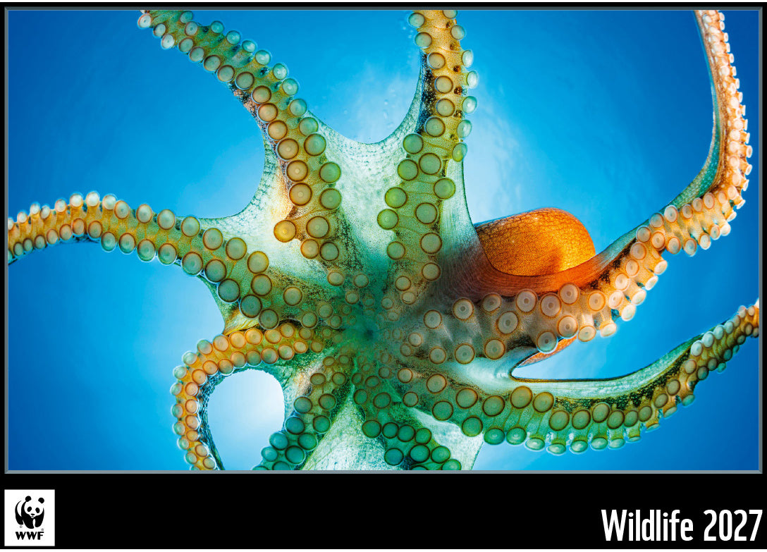 Calendaria WWF Wildlife – Bildkalender 2025 – 34,5 × 48,5 cm