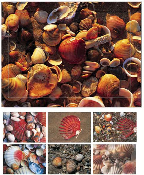 Haschemi Karten-Set mit Couverts – 166 × 110 mm, Muscheln – 6 Sets