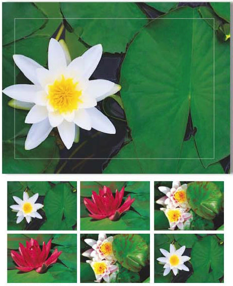 Haschemi Karten-Set mit Couverts – 166 × 110 mm, Edelkarton, Seerosen – 6 Sets