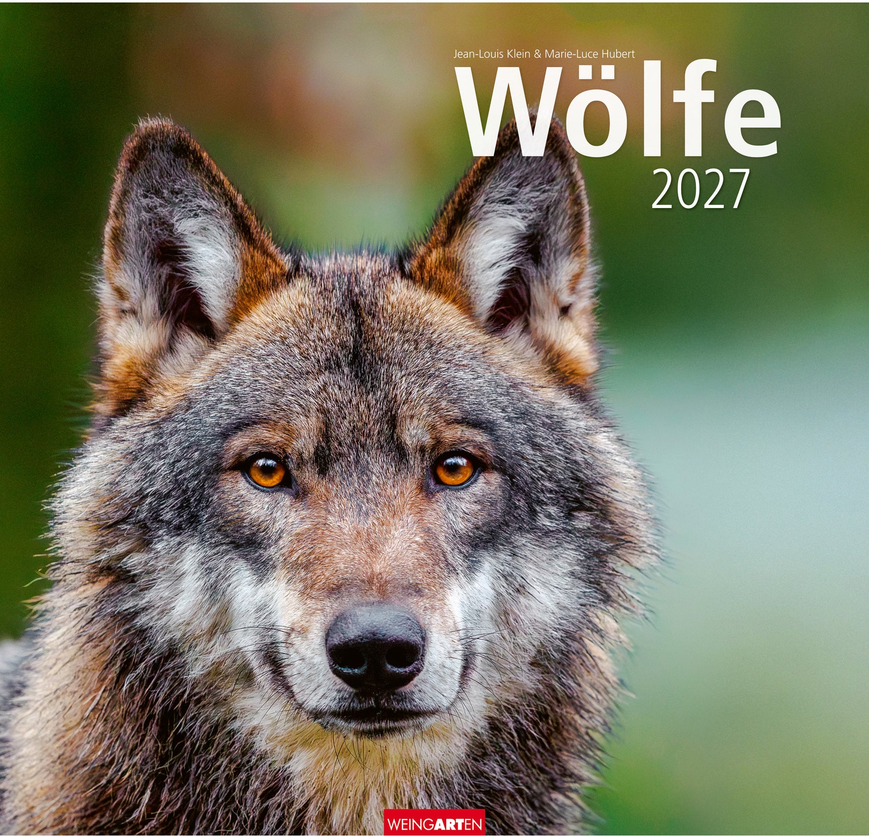 Weingarten Wölfe – Bildkalender 2027 – 48 × 46 cm – Kalendarium Deutsch