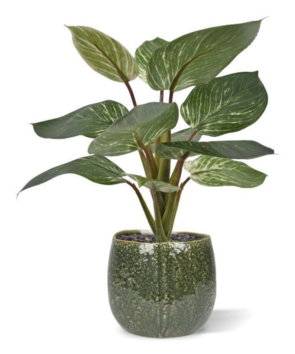 Botanic-Haus Philodendron Topfpflanze – 30 cm – Kunststoff, mehrfarbig – 12er-Pack