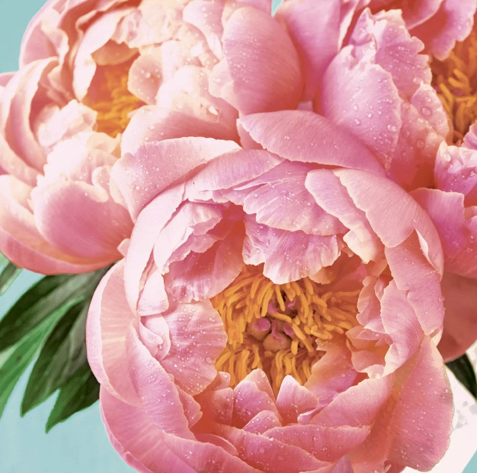 Paper + Design Servietten Pink Peony – 24 × 24 cm, 3-lagig – 20 Stück