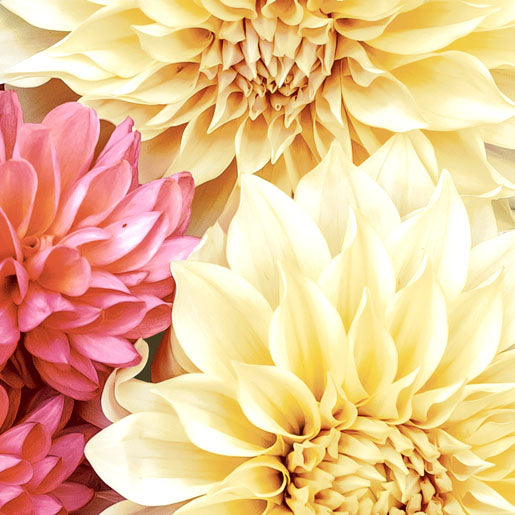 Paper + Design Servietten Soft Dahlias – mehrfarbig – 33 × 33 cm, 3-lagig – 20 Stück