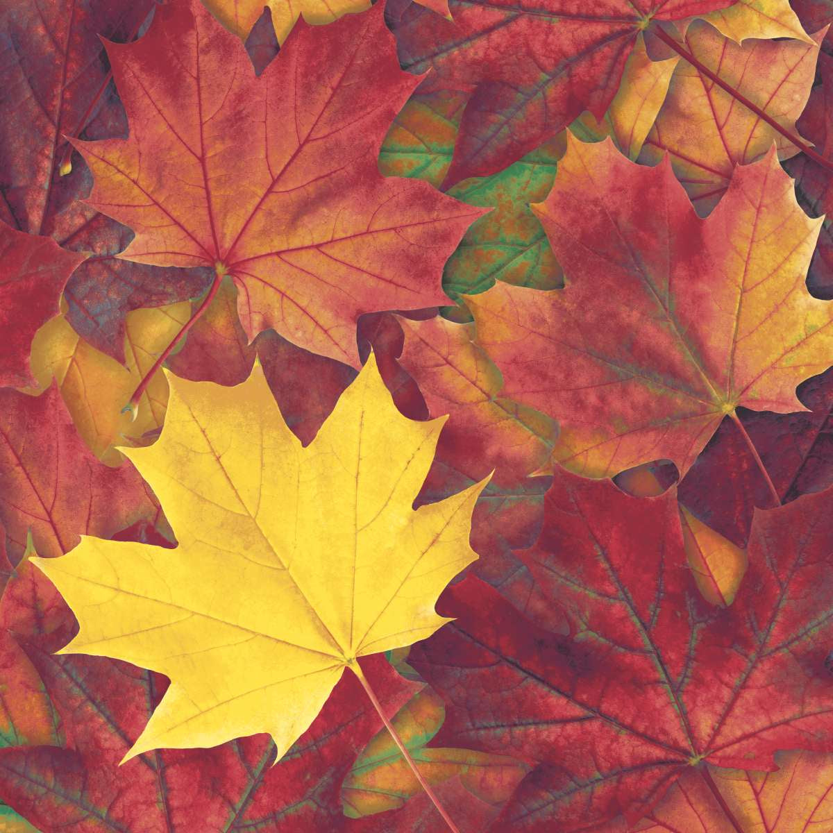 Paper + Design Servietten Herbstblätter – mehrfarbig – 33 × 33 cm, 3-lagig – 20 Stück