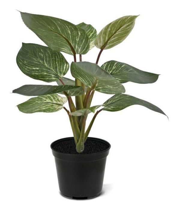 Botanic-Haus Philodendron Topfpflanze – 30 cm – Kunststoff, mehrfarbig – 12er-Pack