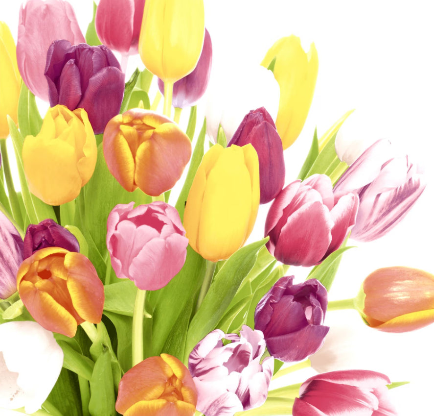 Paper + Design Servietten Beautiful Tulips – mehrfarbig – 33 × 33 cm, 3-lagig – 20 Stück